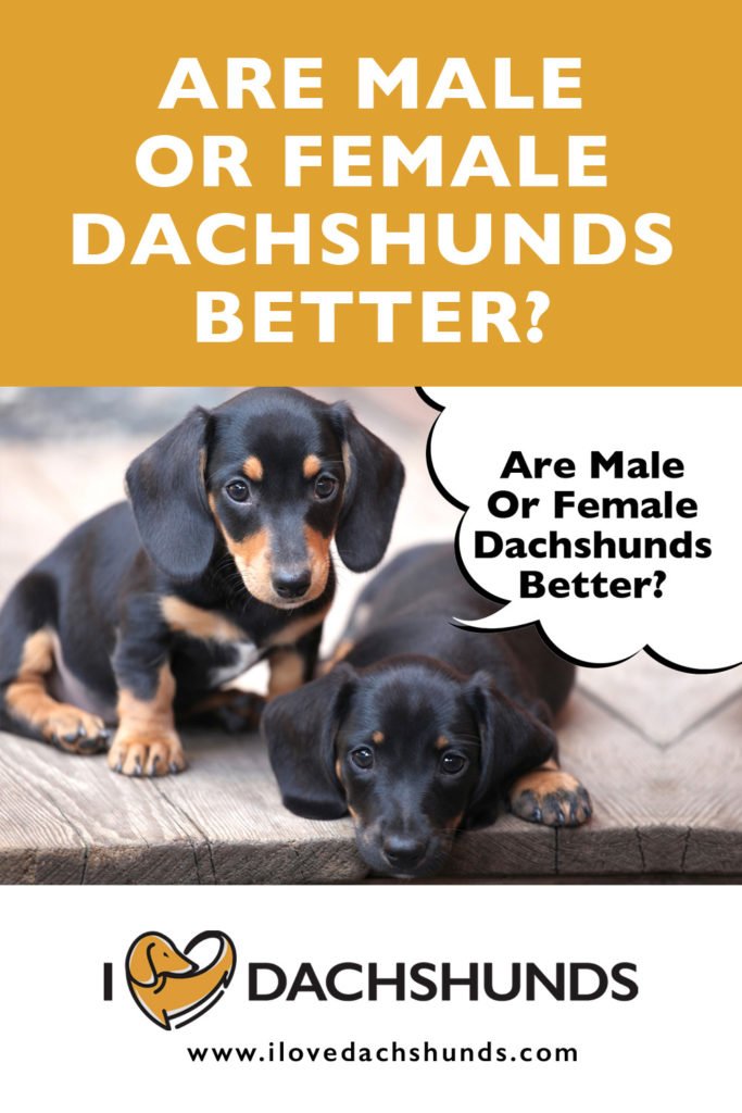 Are Male or Female Dachshunds better?