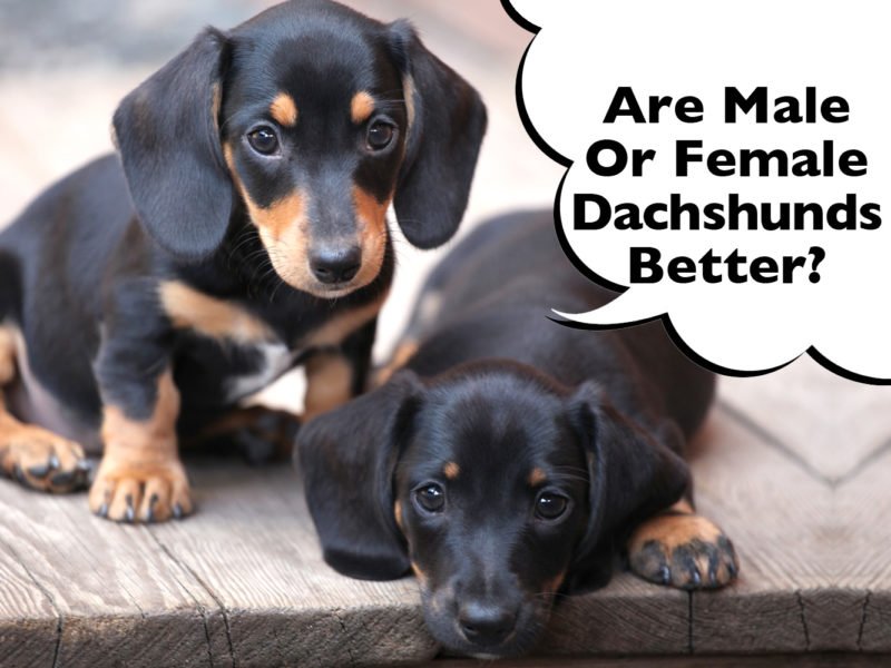 Are Male Or Female Dachshunds Better?