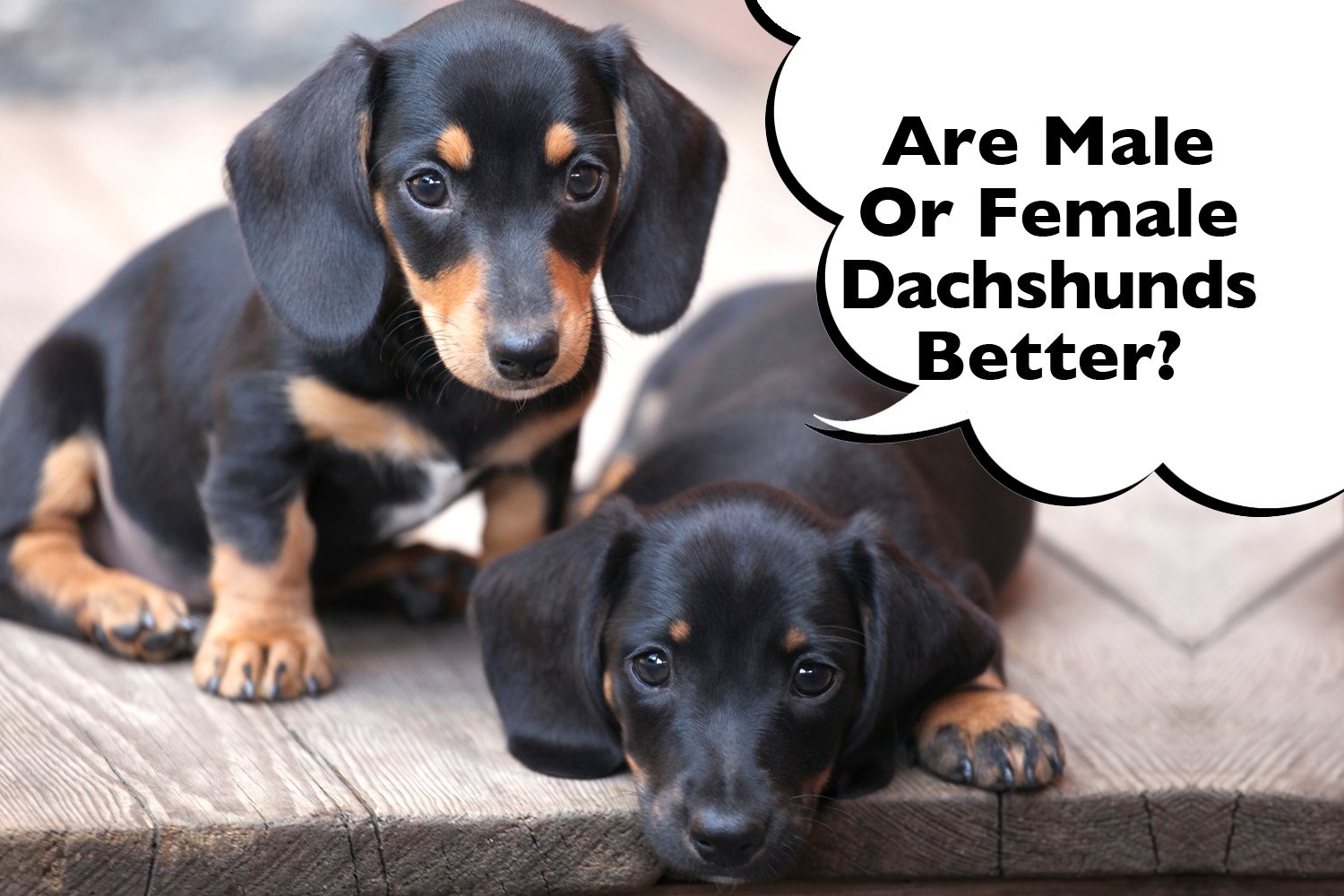 Are Male Or Female Dachshunds Better? - I Love Dachshunds