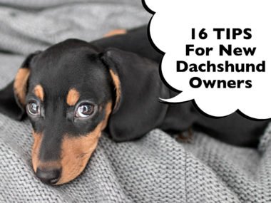Dachshund New Owner Tips