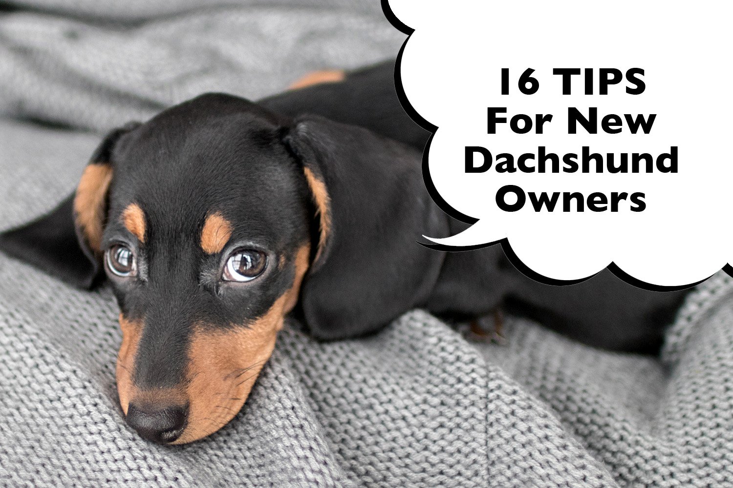 how to pick up a dachshund