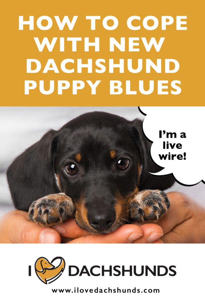 Dachshund Puppy Blues How To Cope With New Puppy Overwhelm