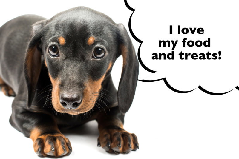 16 Tips For New Dachshund Owners - I Love Dachshunds