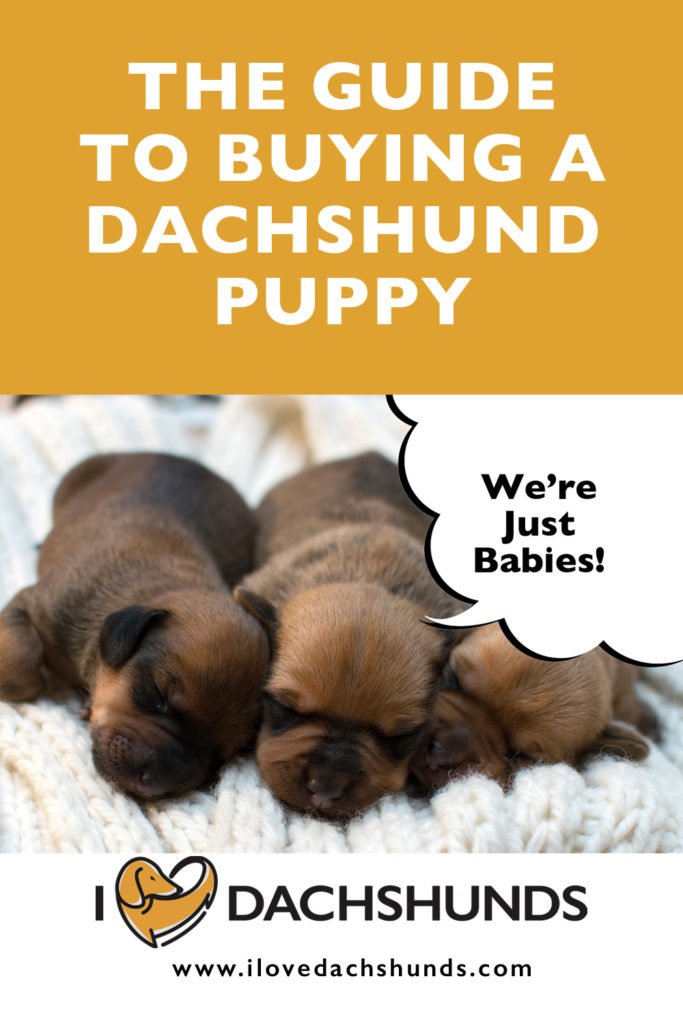 What To Look Out For When Buying A Dachshund Puppy