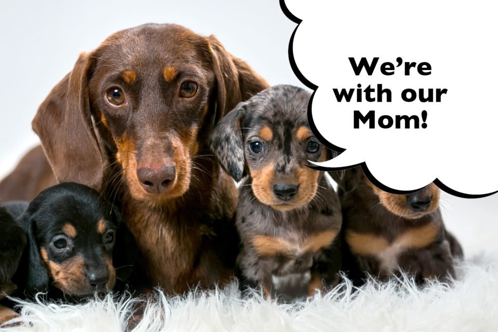 Dachshund puppies with their mom