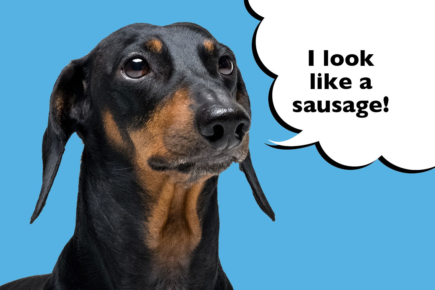 how-do-you-pronounce-the-word-dachshund-i-love-dachshunds