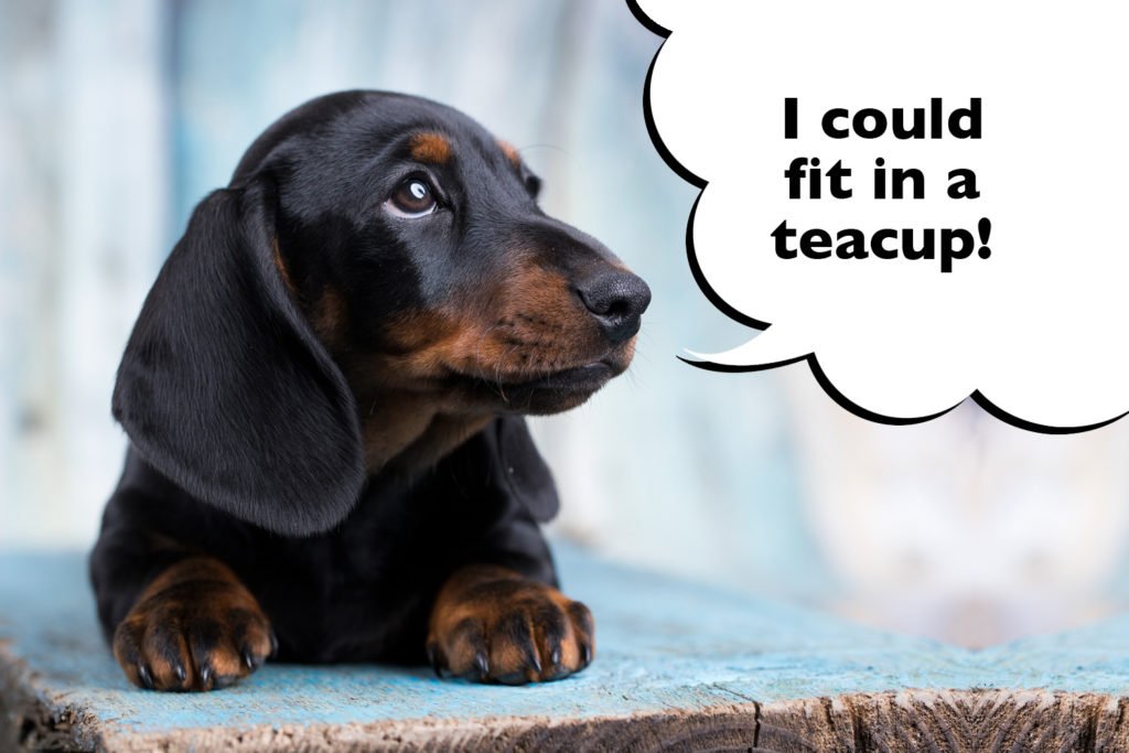 Cute Toy or Teacup sized miniature Dachshund puppy