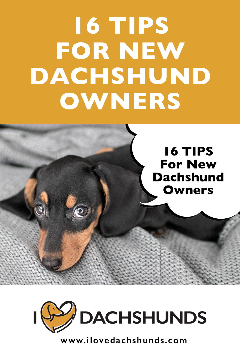 16 Tips For New Dachshund Owners - I Love Dachshunds