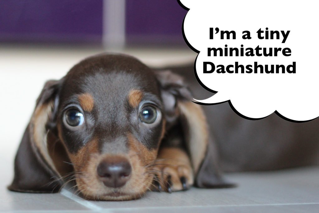 Toy or Teacup sized miniature Dachshund puppy laying on the floor