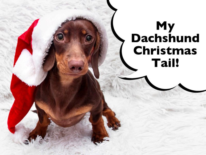 Dachshund Christmas Tale
