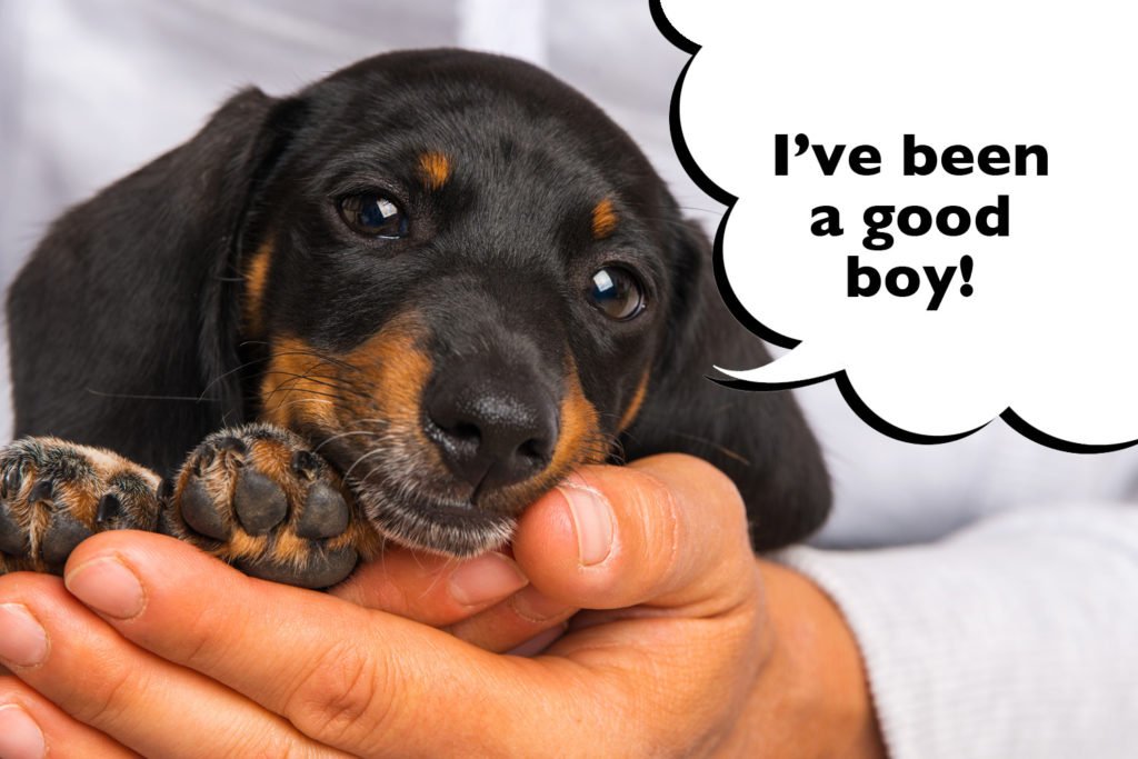 Dachshund puppy being trained with positive reinforcement