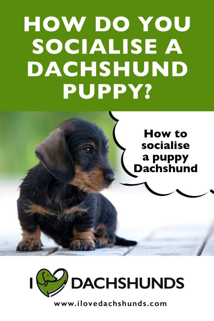 How To Socialise A Dachshund Puppy