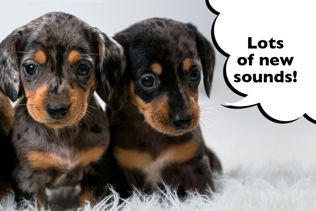 Dachshund puppies being socialised to lots of new sounds