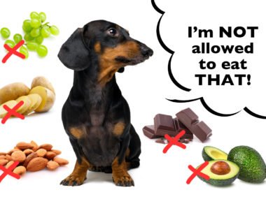 Toxic foods Dachshunds can not eat