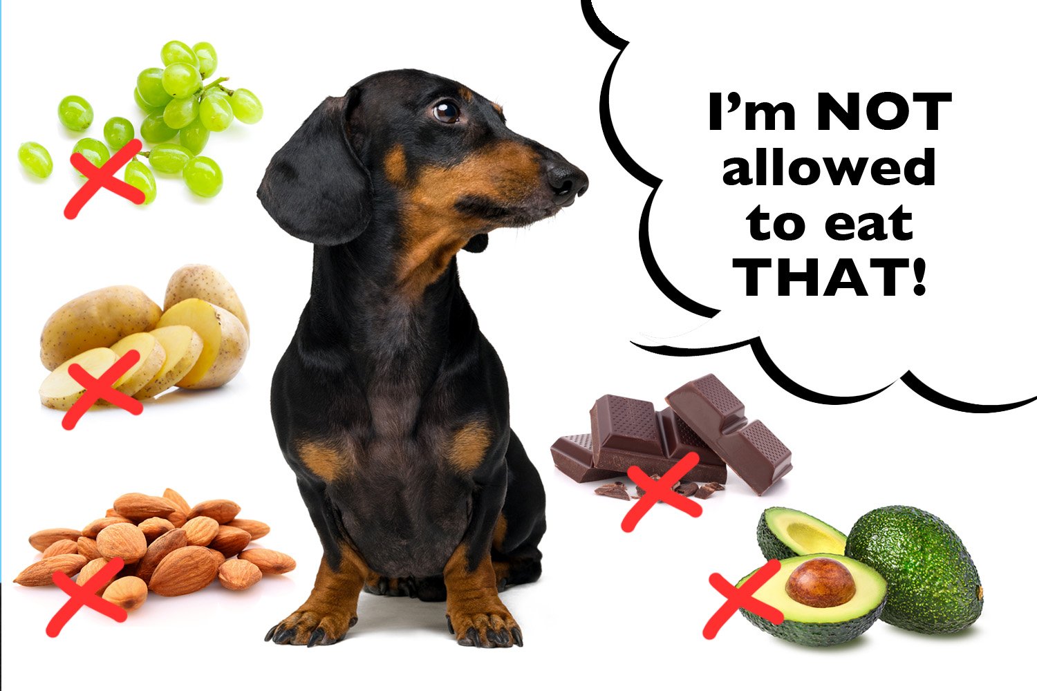 dachshund toxic foods