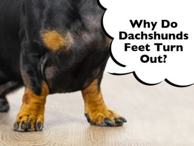 Dachshund with turned out feet