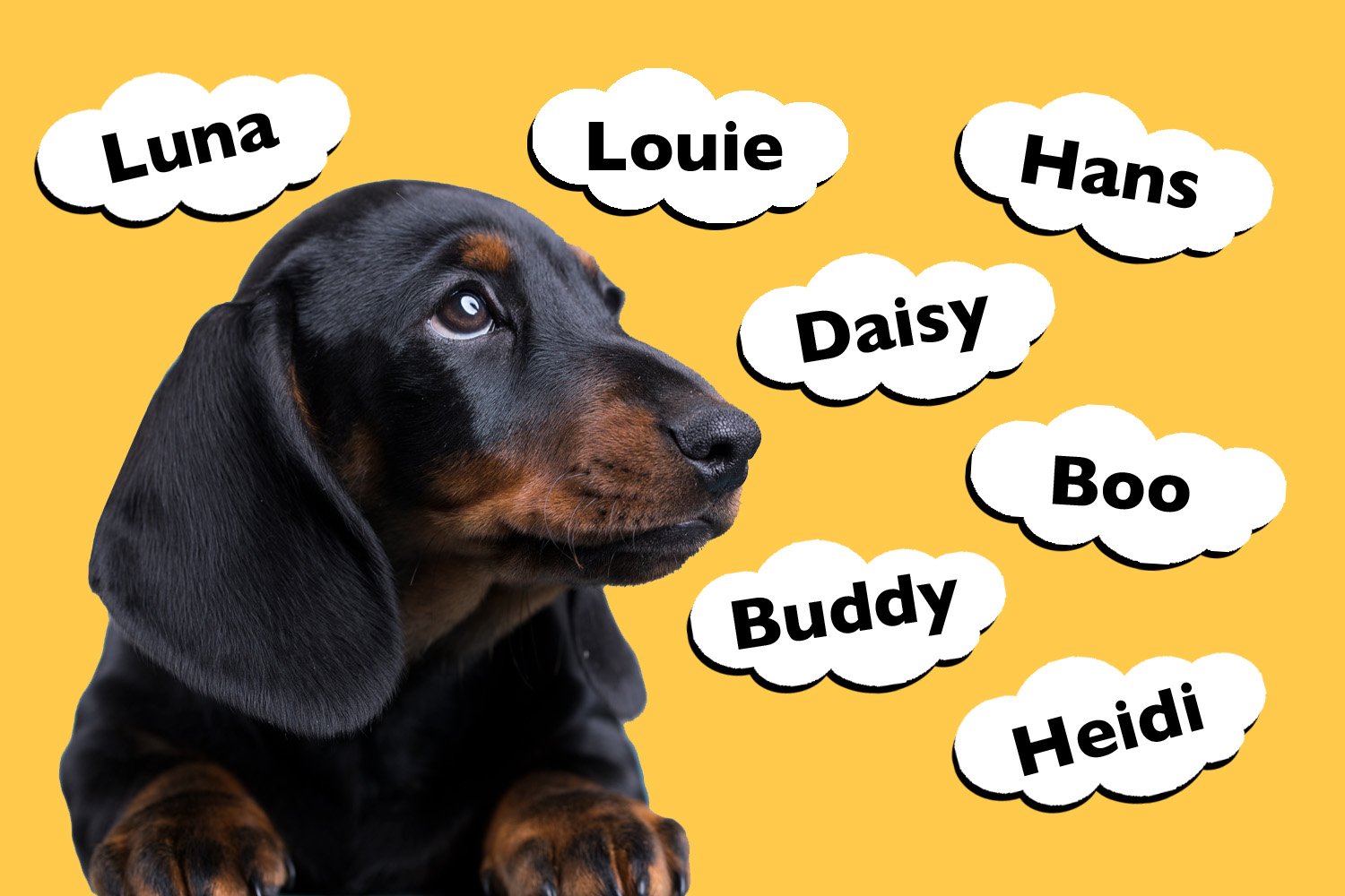 Dachshund Dog Names Male