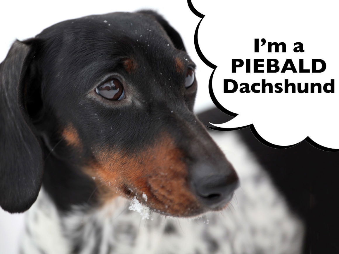 dachshund-piebald-pattern-coat-1160x870.jpg