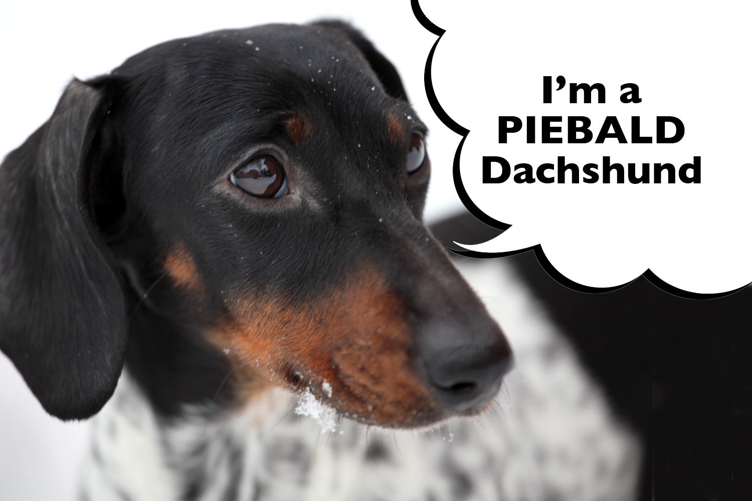 What Is A Piebald Dachshund?