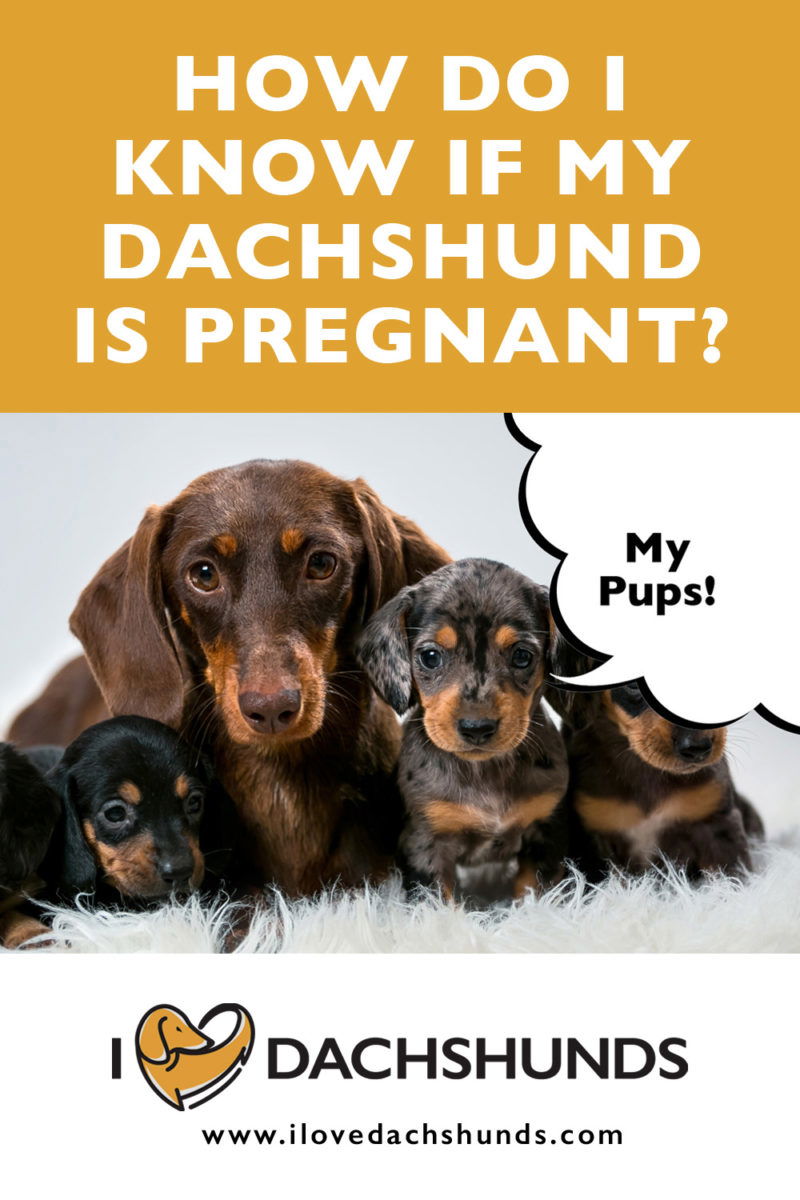 How Do I Know If My Dachshund Is Pregnant? - I Love Dachshunds