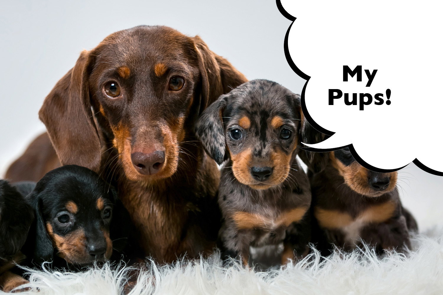 how many puppies can a dachshund dog have