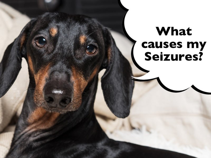 What causes seizures in Dachshunds