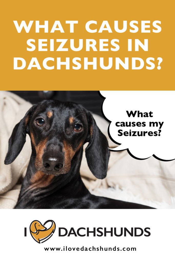 What causes seizures in Dachshunds?