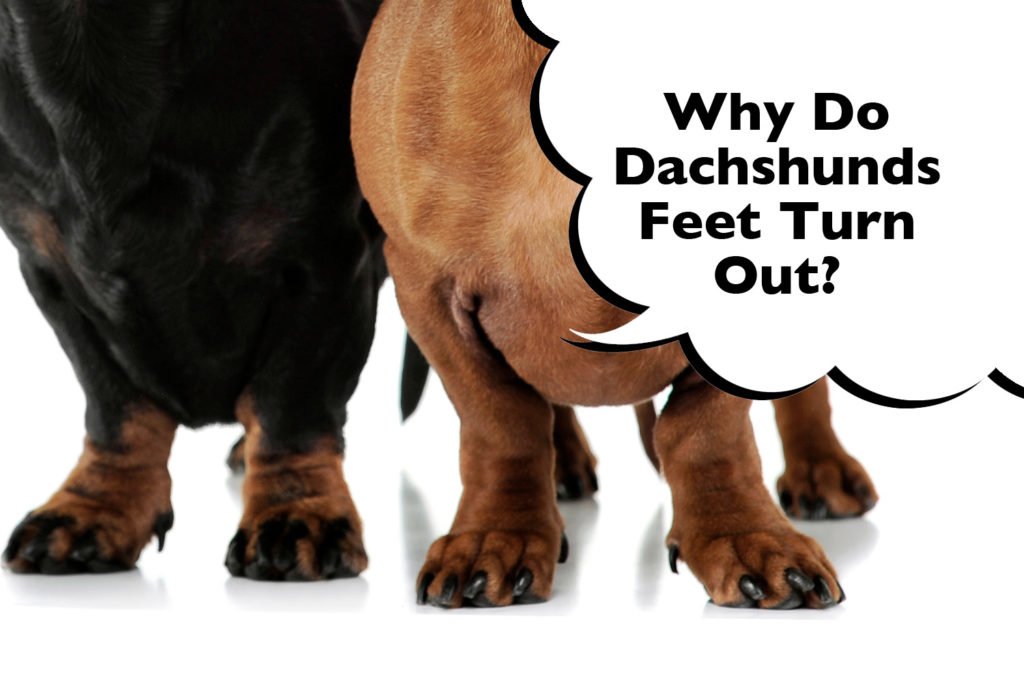 Dachshunds with turned out feet