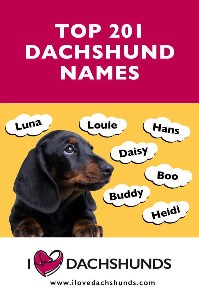 Top 201 Dachshund Names - I Love Dachshunds