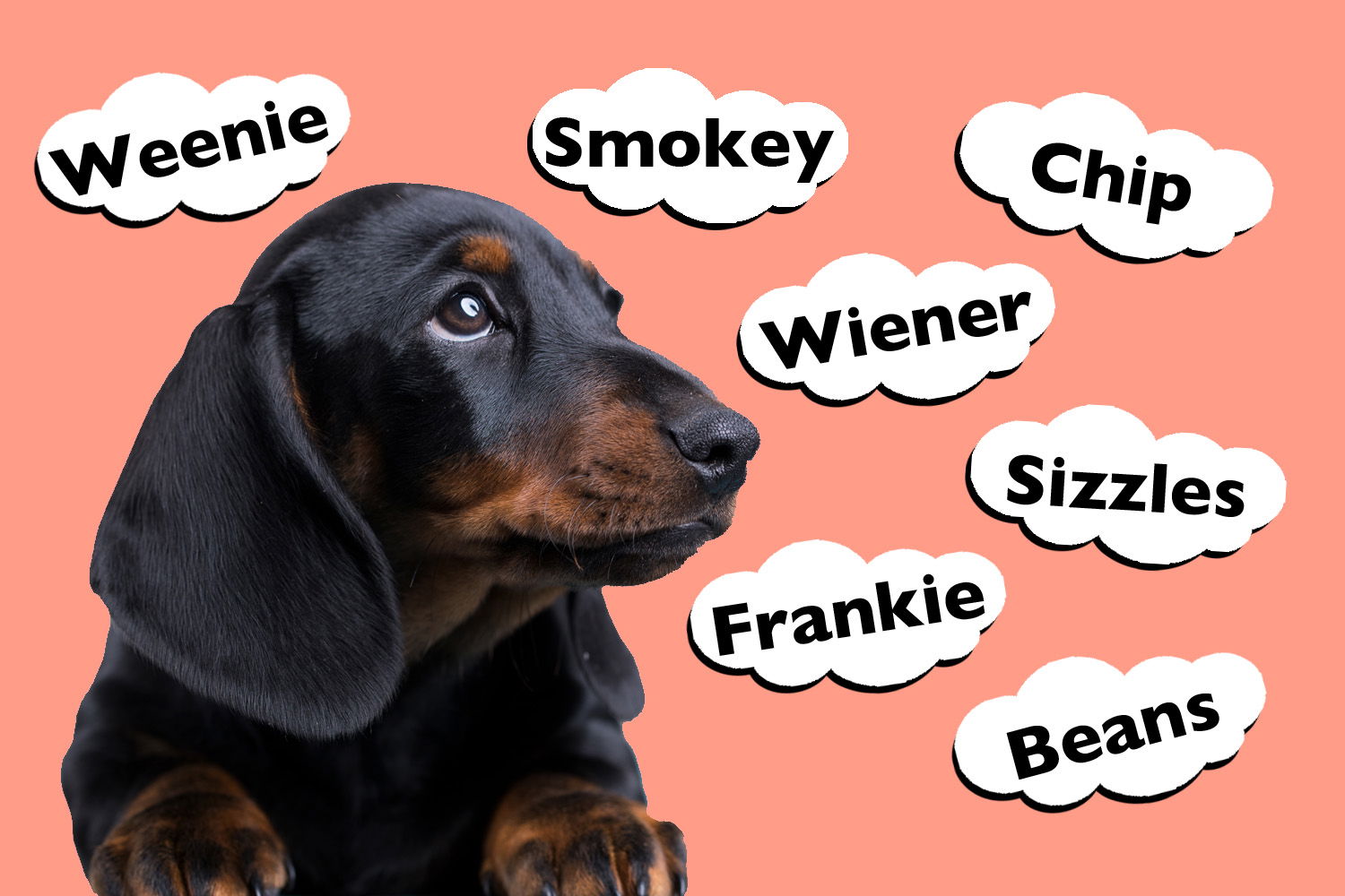 Top 201 Dachshund Names I Love Dachshunds