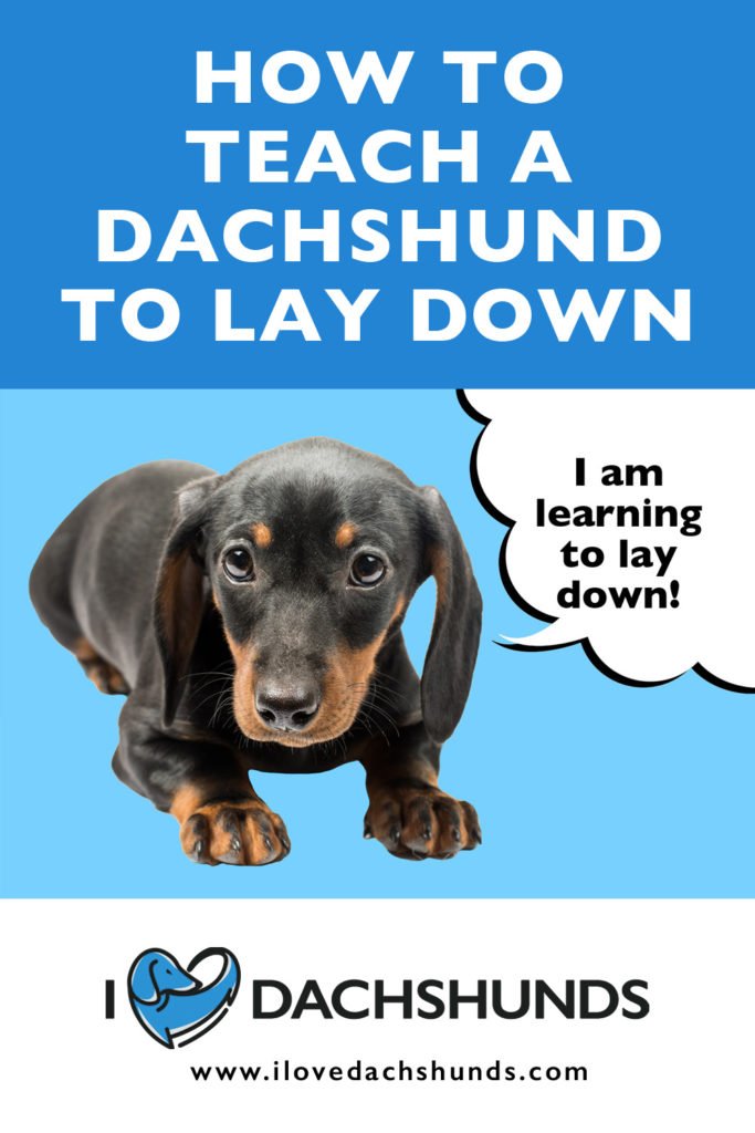 Dachshund laying down with wording that says How To Teach A Dachshund To Lay Down