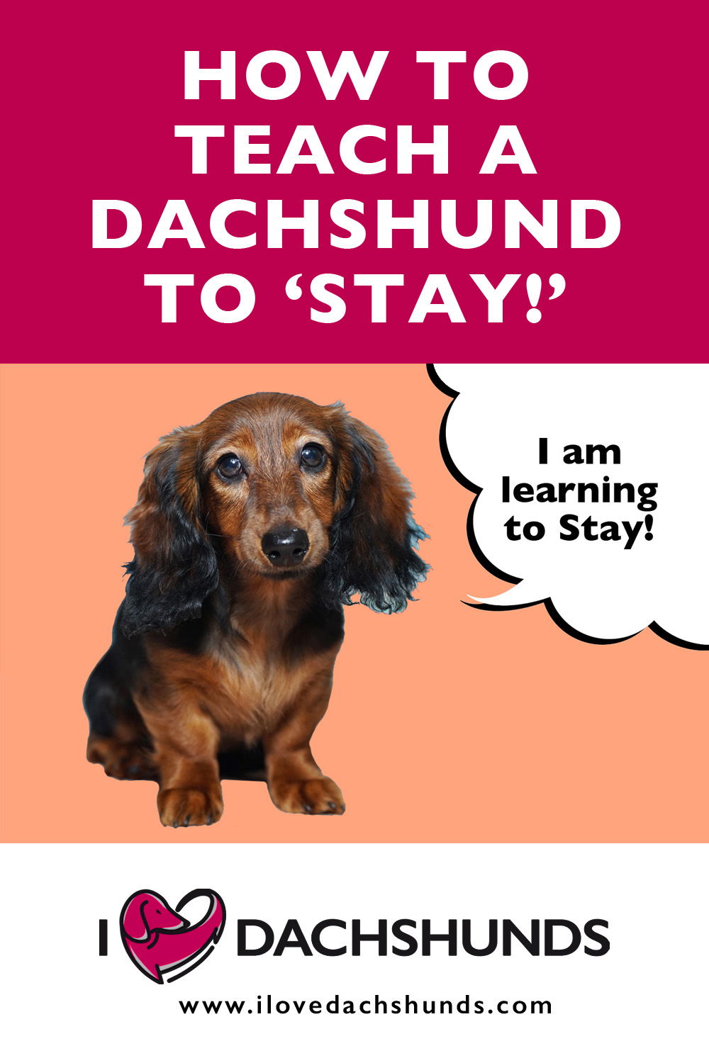 How To Teach A Dachshund To Stay - I Love Dachshunds