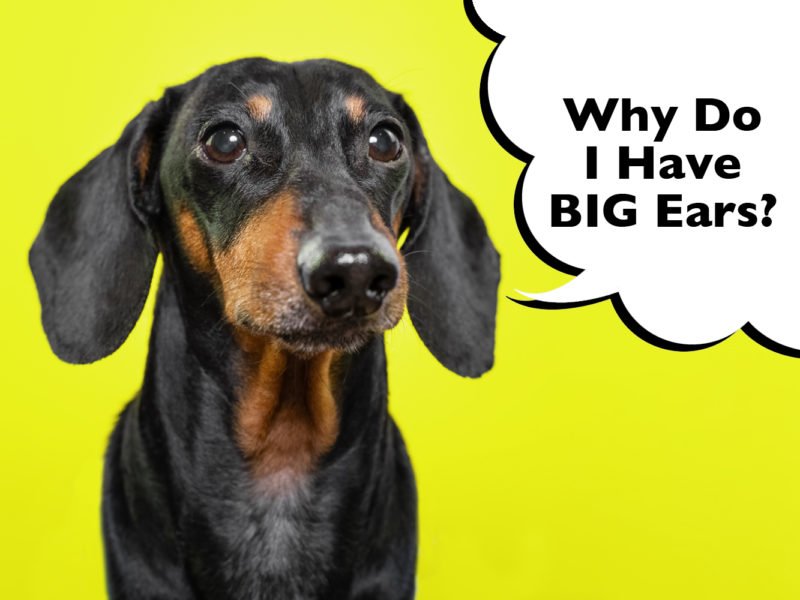 Why do Dachshunds have big ears?