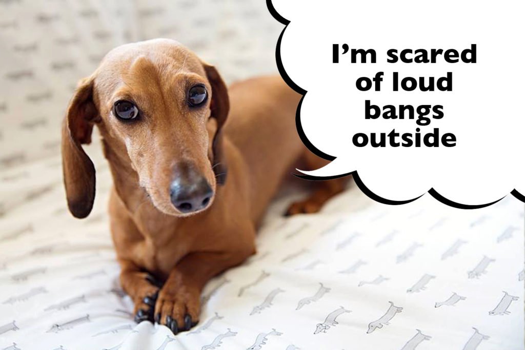 Dachshund laying on a bed looking scared with a speech bubble that says "I'm scared of loud bangs outside".