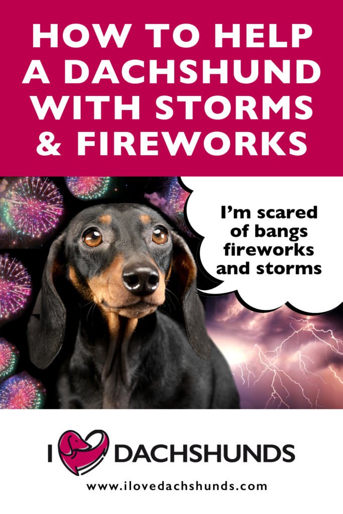 'How to help a Dachshund with fireworks and storms' text with a photo of a Dachshund with fireworks and lightening in the background.