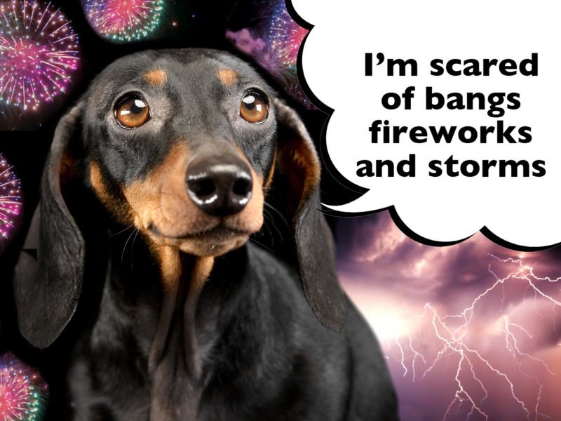 How to help a Dachshund with fireworks and thunderstorms