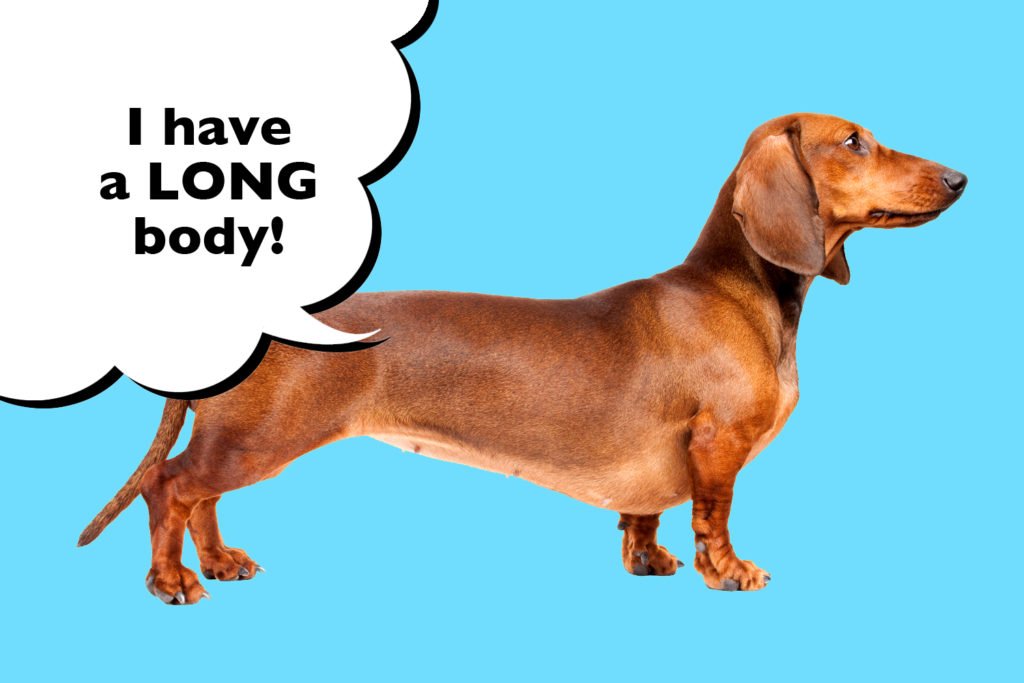 A Red Dachshund with a characteristically long body on a blue background