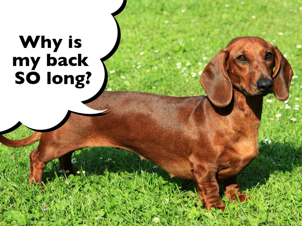 Why Do Dachshunds Have Long Bodies? I Love Dachshunds