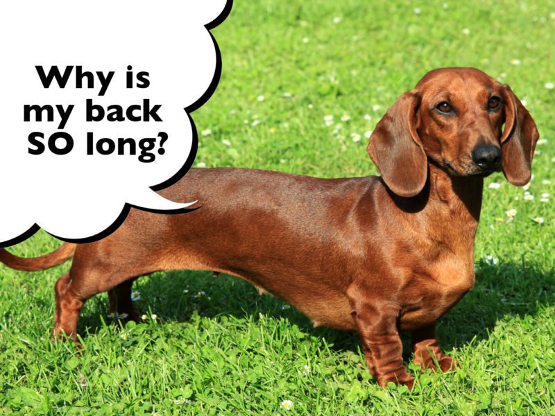 Why do Dachshunds have long bodies
