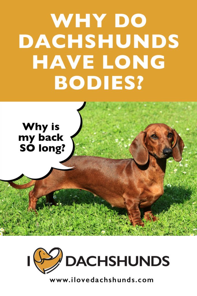 'Why do Dachshunds have long bodies' text with photo of a red Dachshund standing on the grass