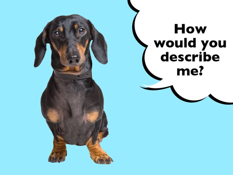 What does a Dachshund look like