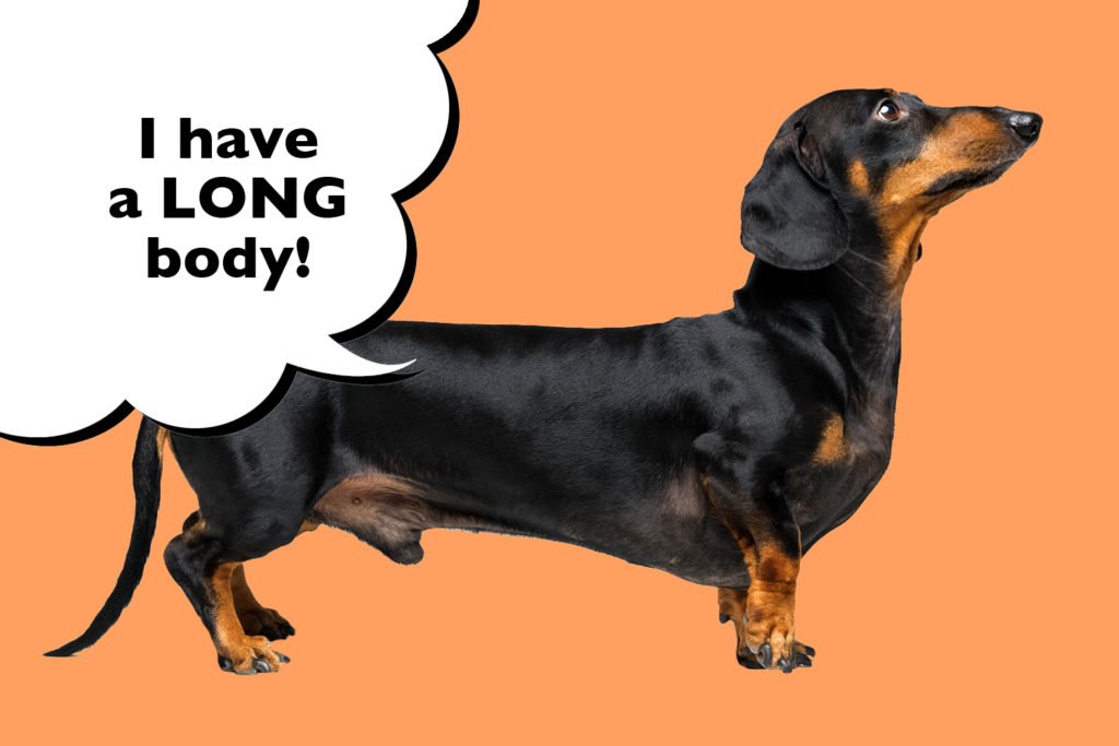 A black and tan Dachshund with a characteristically long body on an orange background