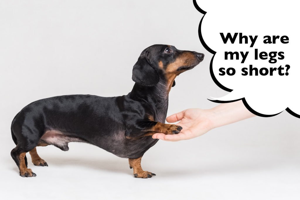 Side view of a Dachshund showing their short legs while standing 