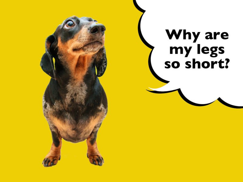 Why Do Dachshunds Have Short Legs?