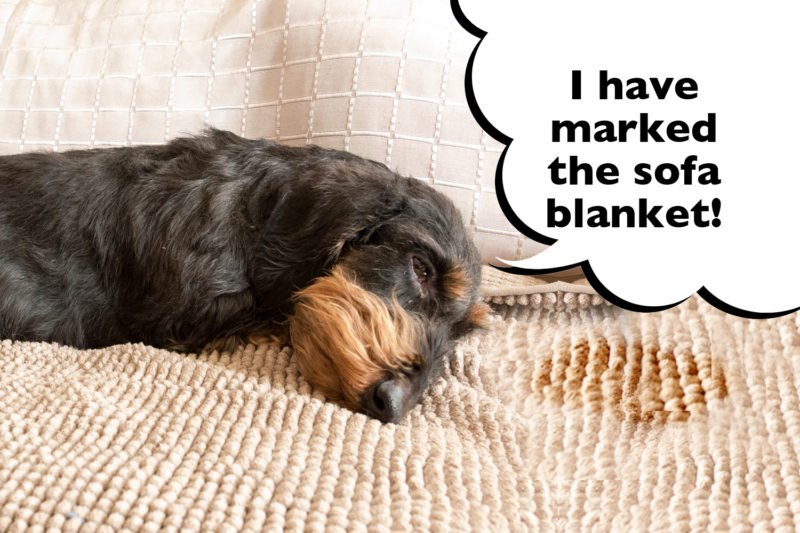 How To Stop A Dachshund Urine Marking (Solved!) I Love