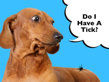 How to remove a tick from a Dachshund