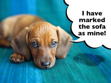 How to stop a Dachshund urine marking