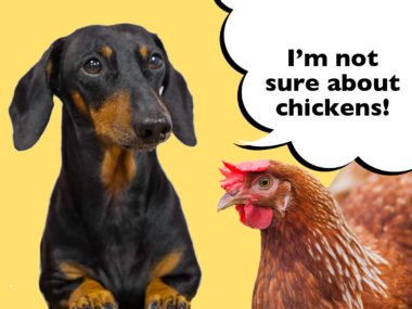 Can Dachshunds live with chickens