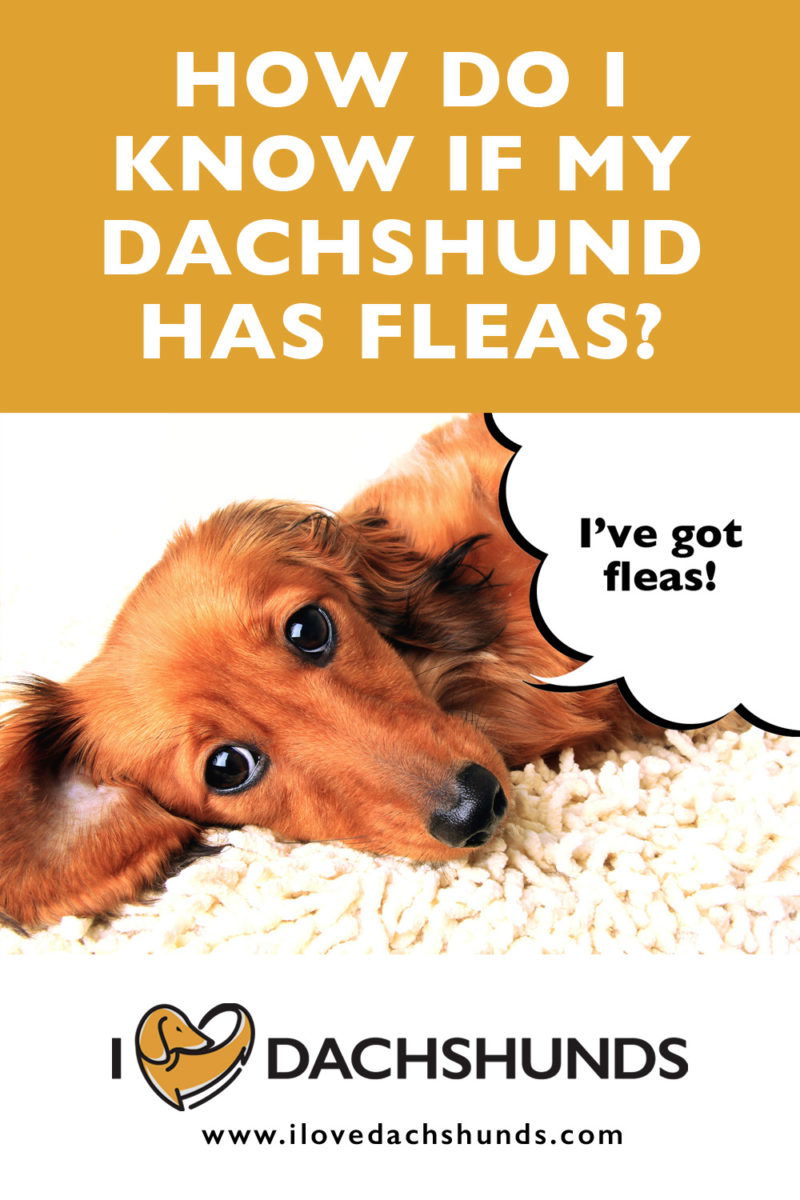 How Do I Know If My Dachshund Has Fleas? - I Love Dachshunds