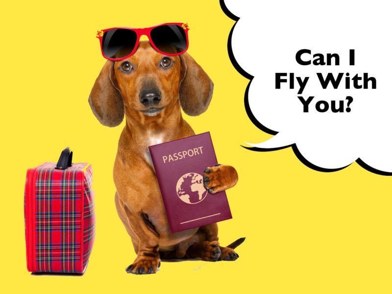 Can Dachshunds Fly On A Plane?